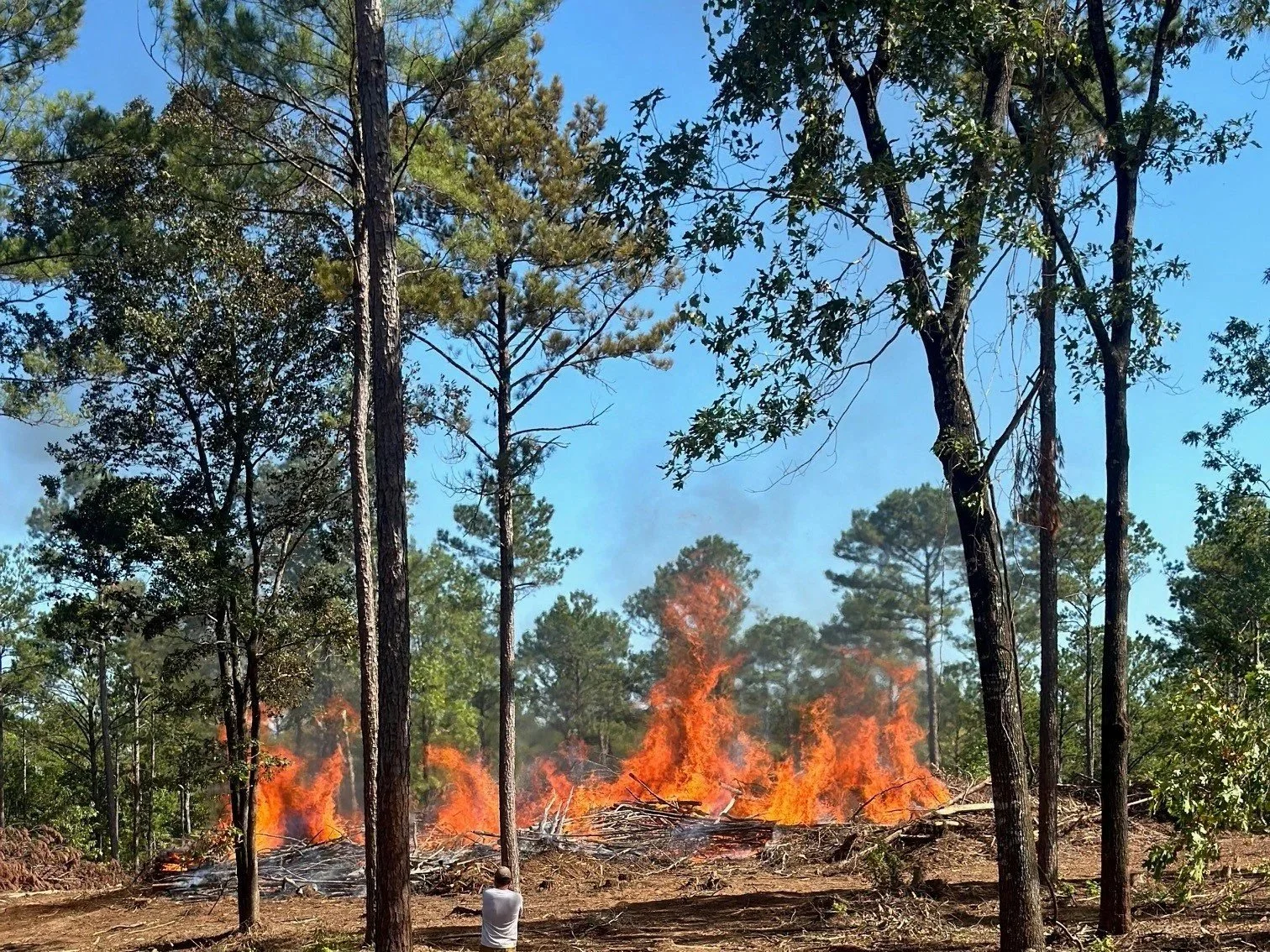 Low-intensity prescribed burn moving through pine understory