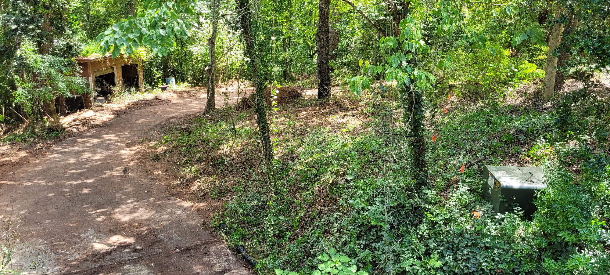 Freshly maintained access road through pine woodland