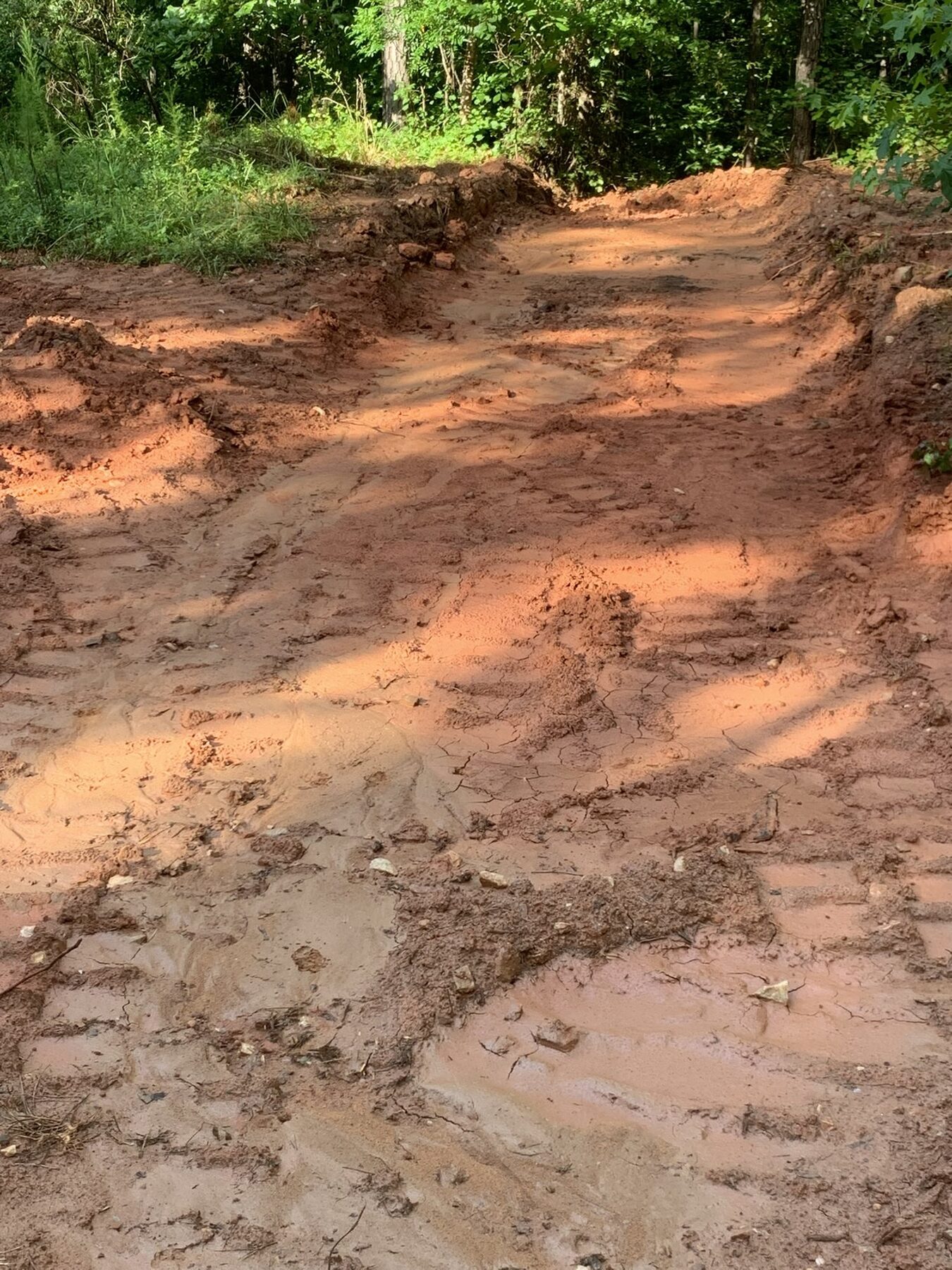 Graded access road curving through pines