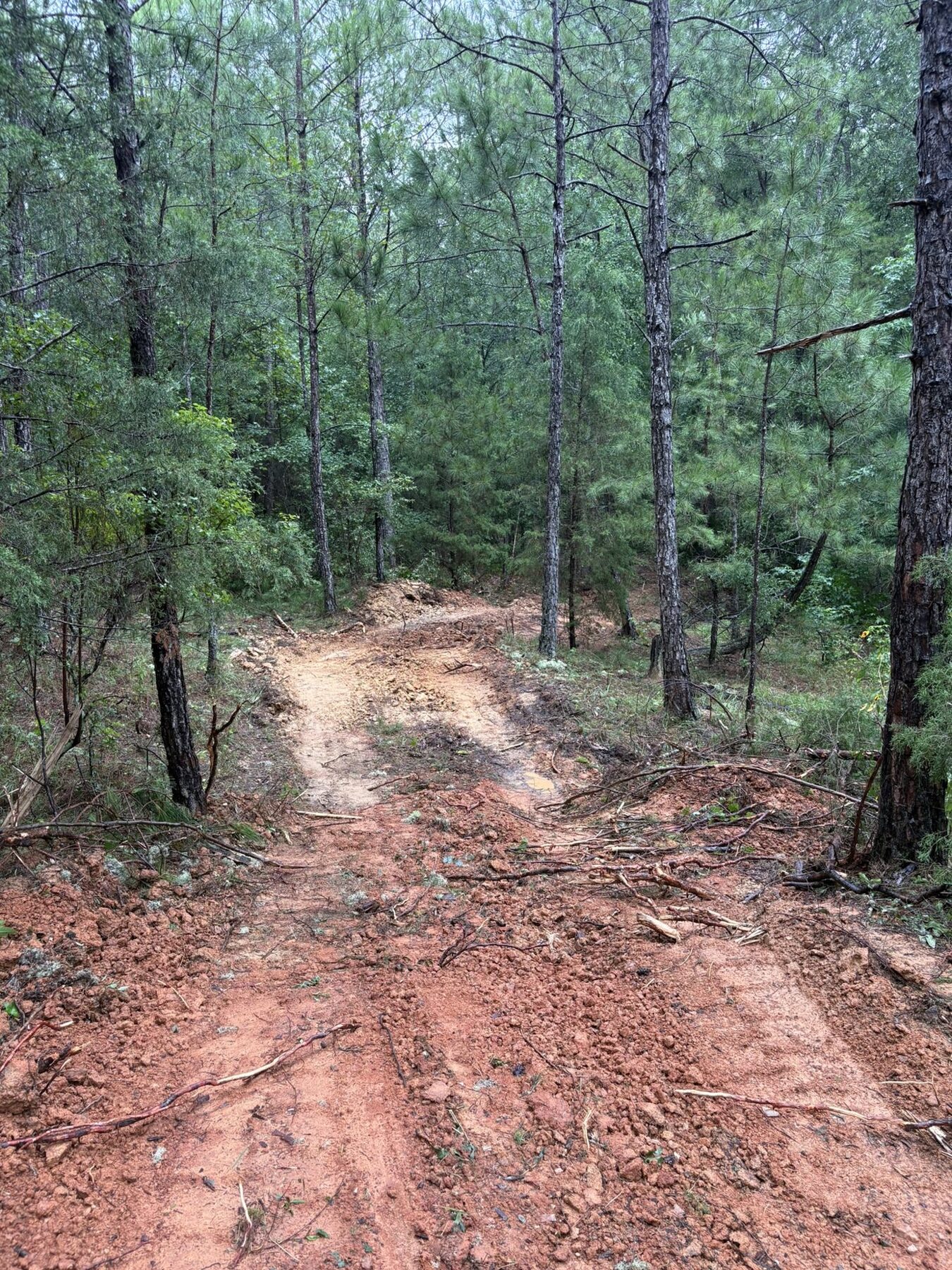 Clean dirt trail through green woods