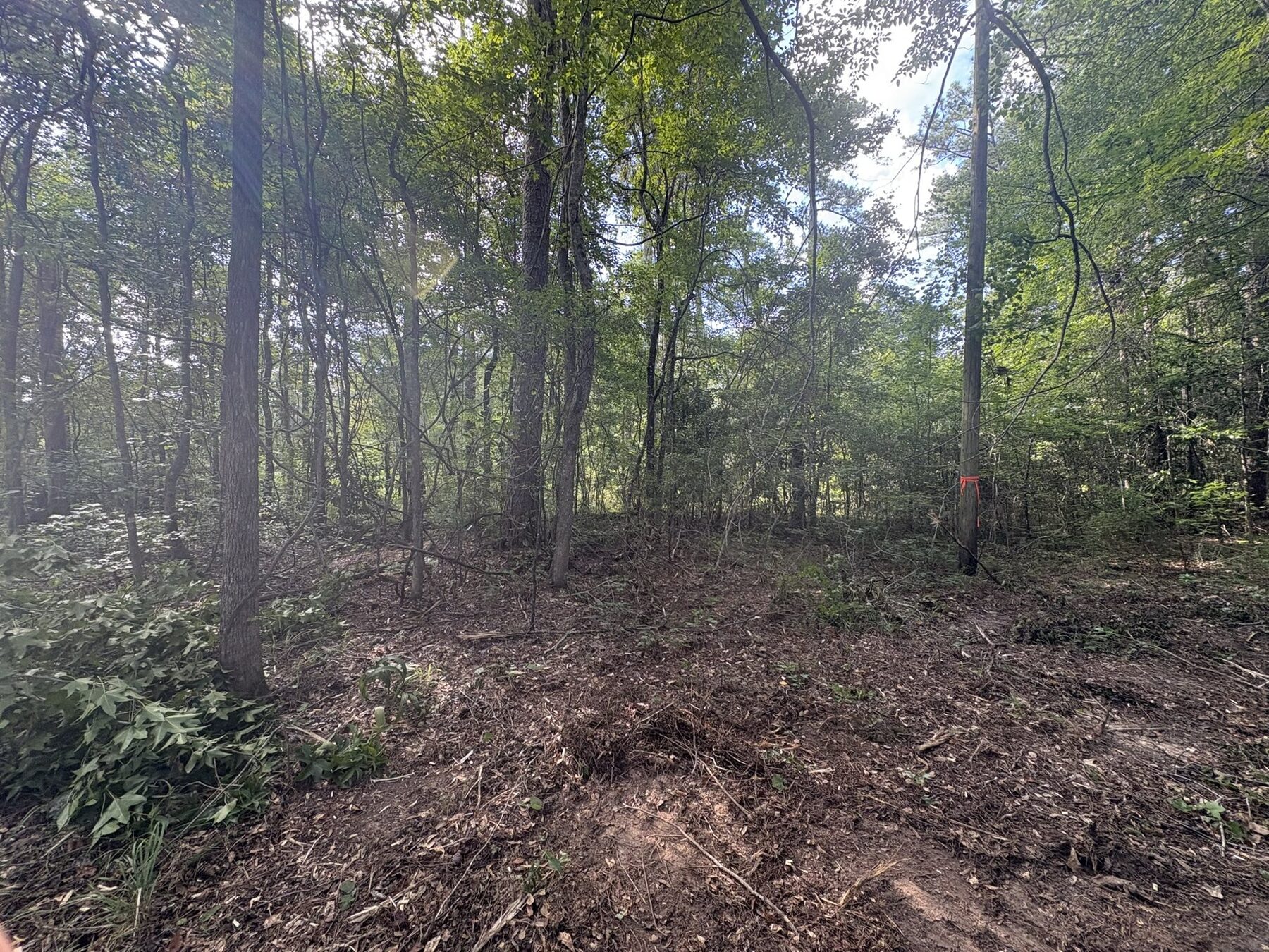 Sunlit woods with understory mulched to ground level