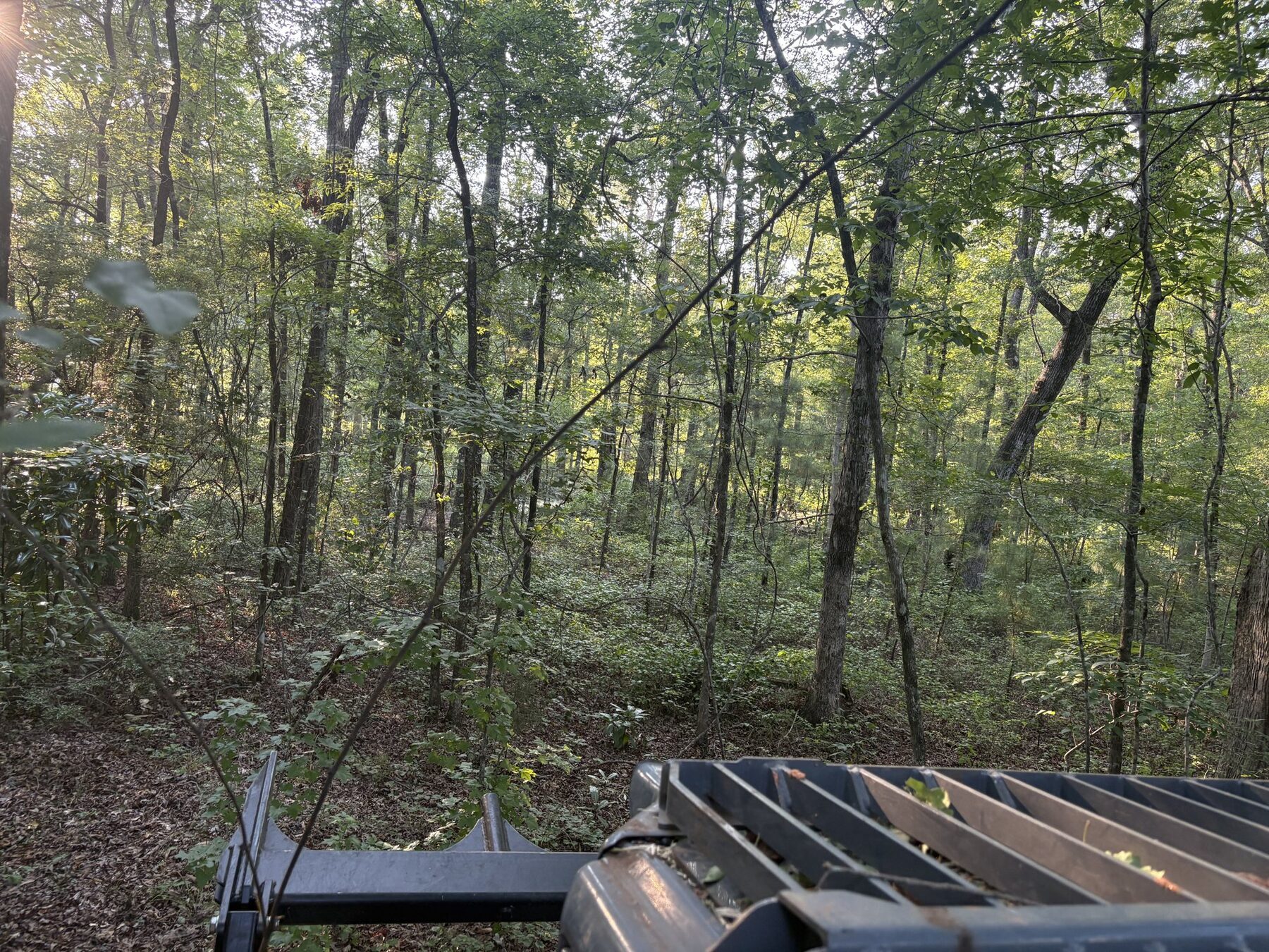 Opened pine stand after mulching