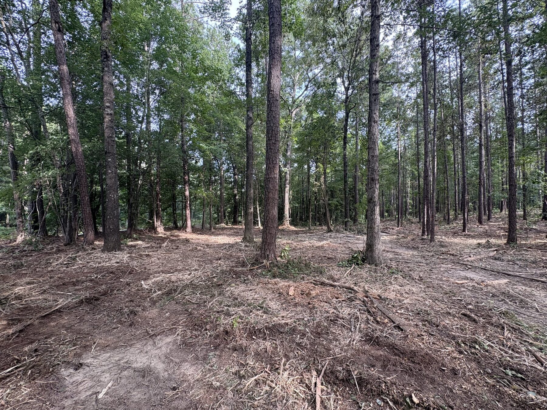 Mulched lane through pines