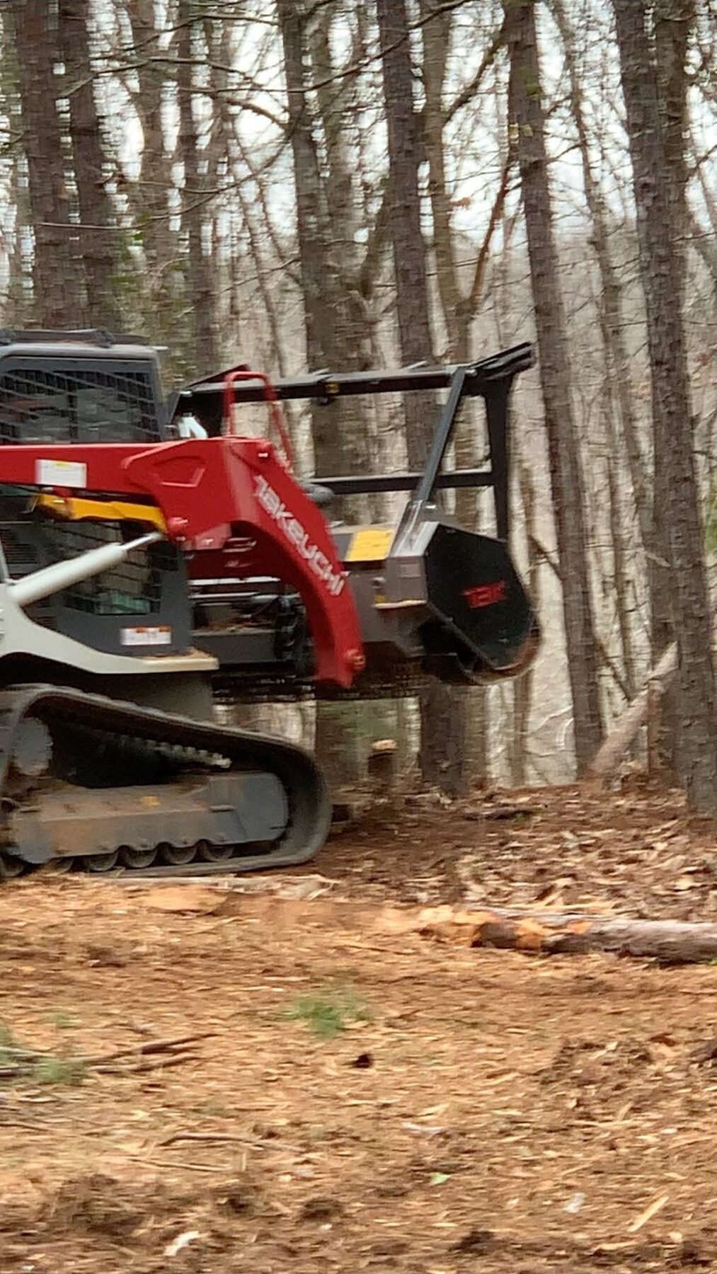 Cleared understory beneath mature pines