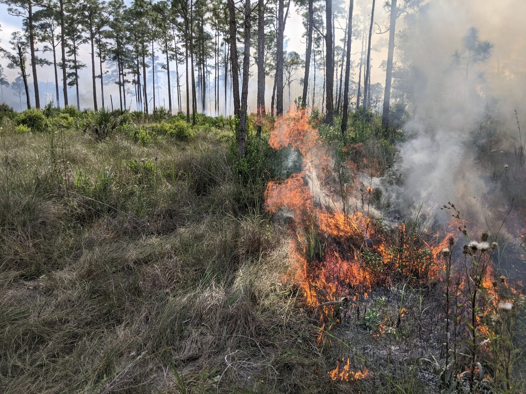 Low-intensity prescribed fire moving through pine understory