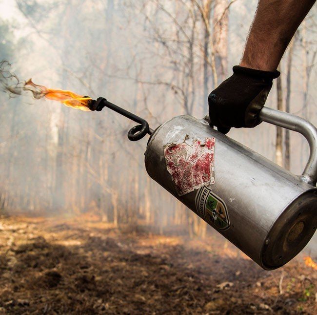 Drip torch work along a burn unit edge